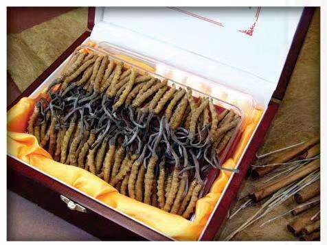 泉州冬虫夏草回收